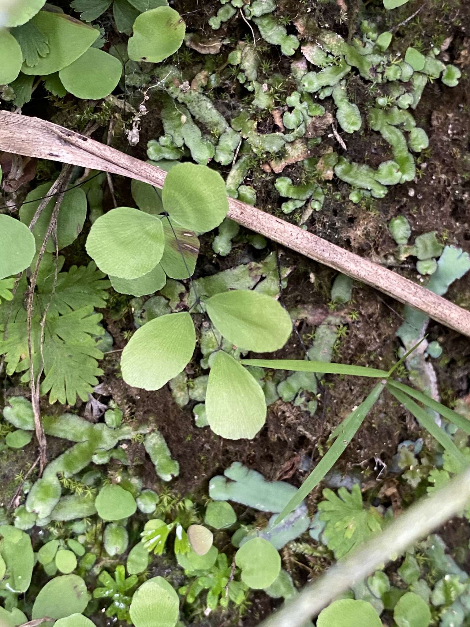 Adiantum capillus-junonis Rupr.的圖片