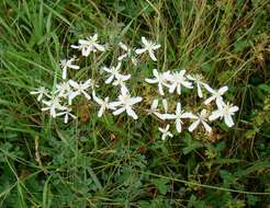 Imagem de Clematis lathyrifolia Bess. ex Reichb.