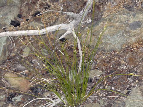 Image of manystem sedge