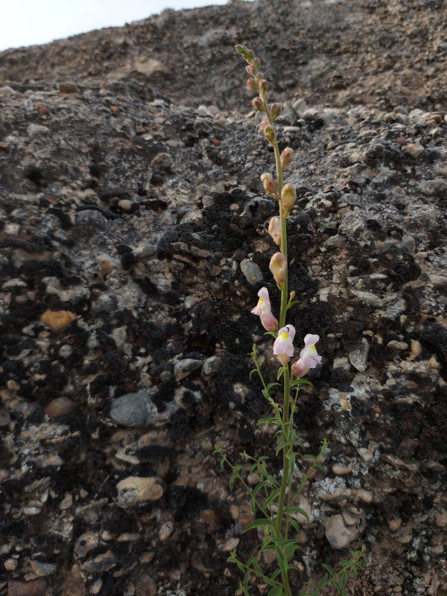 Image de Antirrhinum graniticum Rothm.