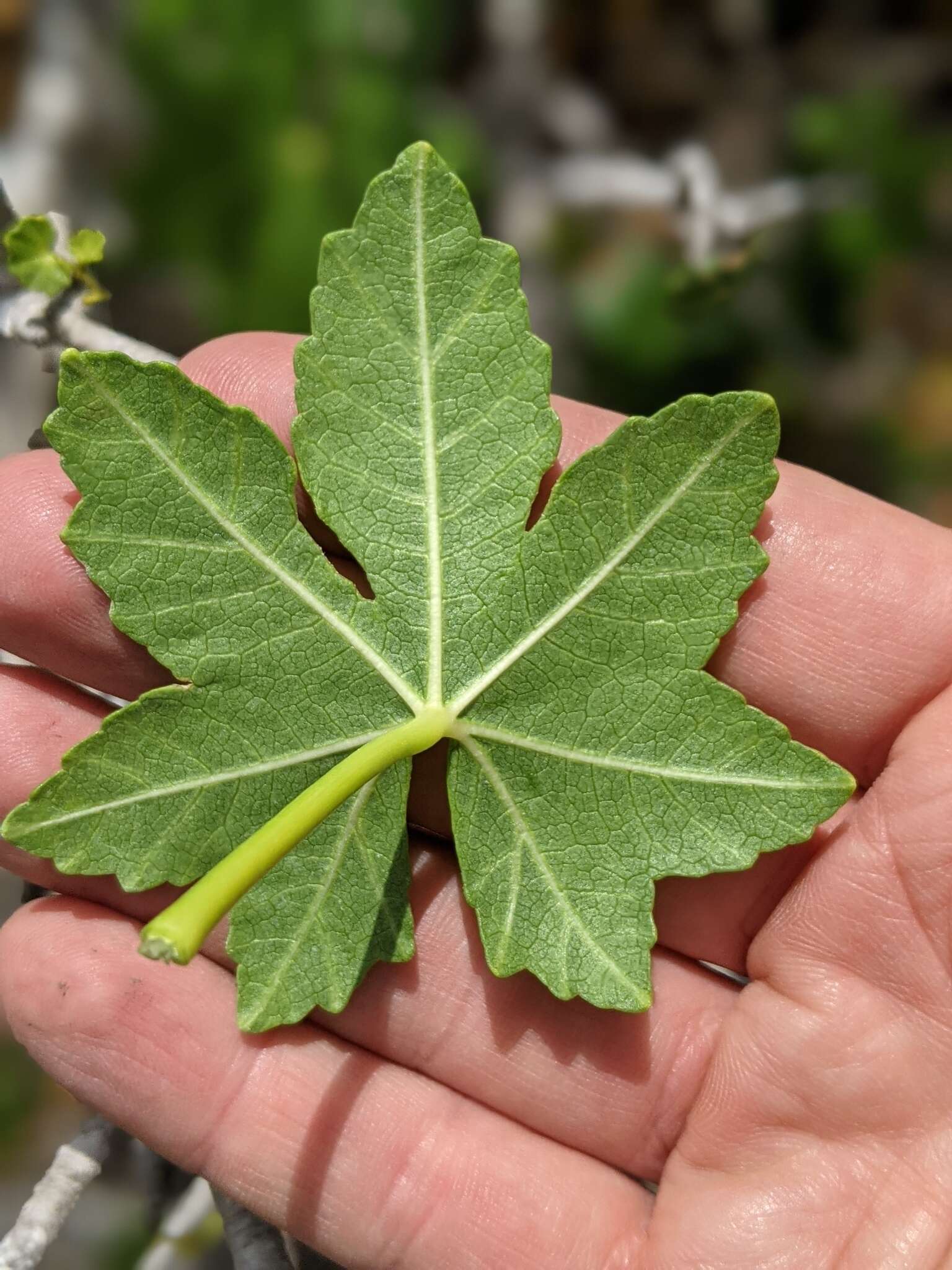 Imagem de <i>Malva assurgentiflora</i> subsp. <i>glabra</i> (Philbrick) M. F. Ray