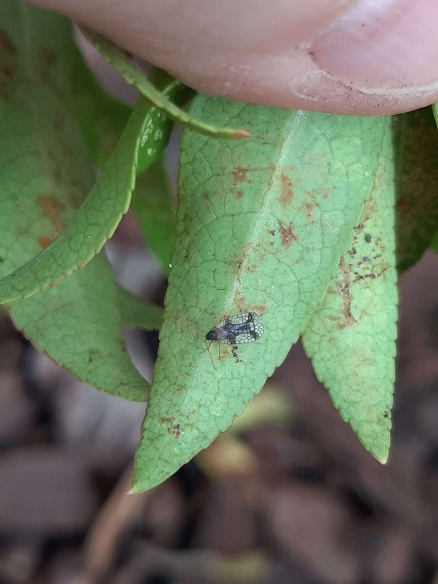 Image of Andromeda Lace Bug