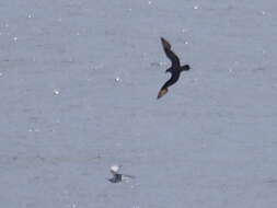 Image of Arctic Skua