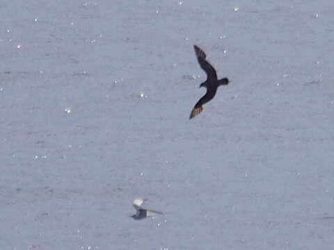 Image of Arctic Skua