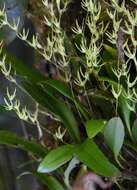 Imagem de Anathallis linearifolia (Cogn.) Pridgeon & M. W. Chase