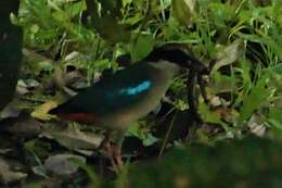 Image of Fairy Pitta