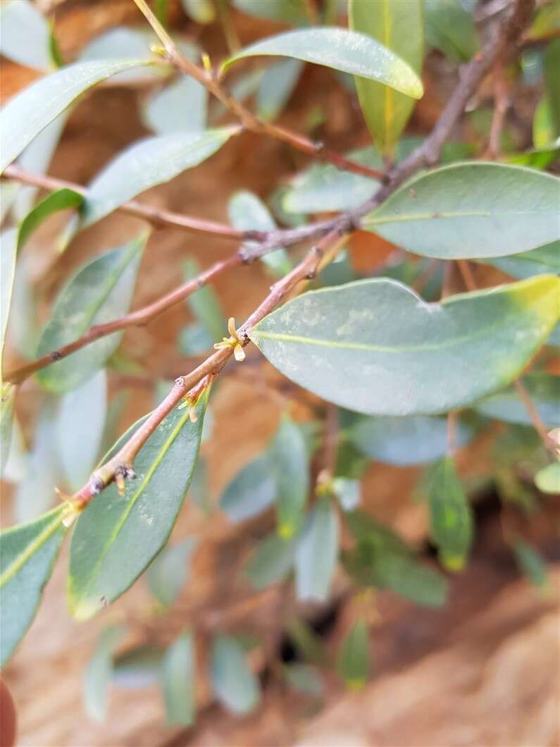 Image of Pterocelastrus echinatus N. E. Brown