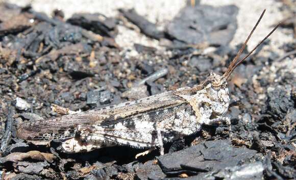 Image of Longhorn Band-wing Grasshopper