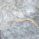 Image of Black-spotted Leaf-toed Gecko