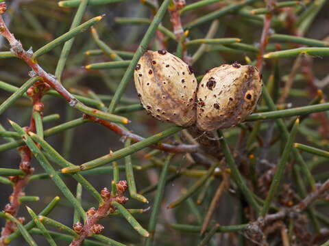 Image of Hakea mitchellii Meissn.