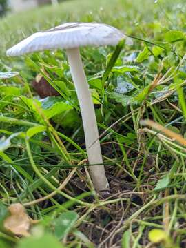 Image of Amanita virginiana (Murrill) Sacc. & Trotter 1925