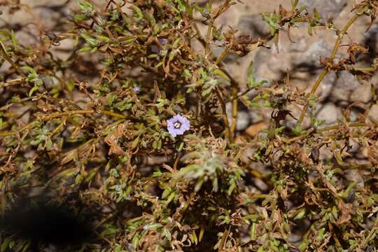 Plancia ëd Nolana sedifolia subsp. confinis