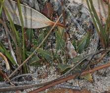 Image of Haworthia mirabilis var. sublineata (Poelln.) M. B. Bayer