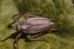 Image de Scolops californica Lawson & Beamer 1930