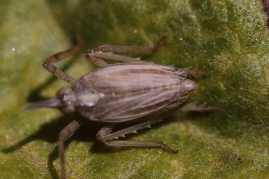 Image of Scolops californica Lawson & Beamer 1930