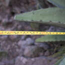 Image of Agave shrevei subsp. magna Gentry