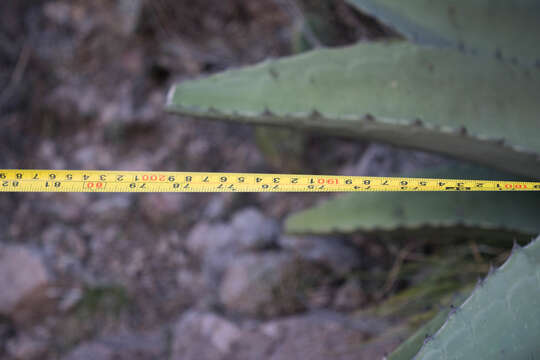 Image of Agave shrevei subsp. magna Gentry