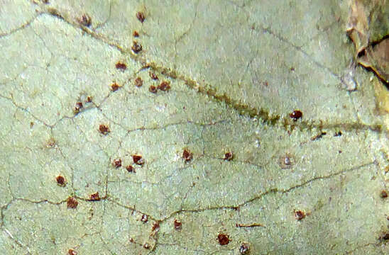 Imagem de Puccinia variabilis Grev. 1824