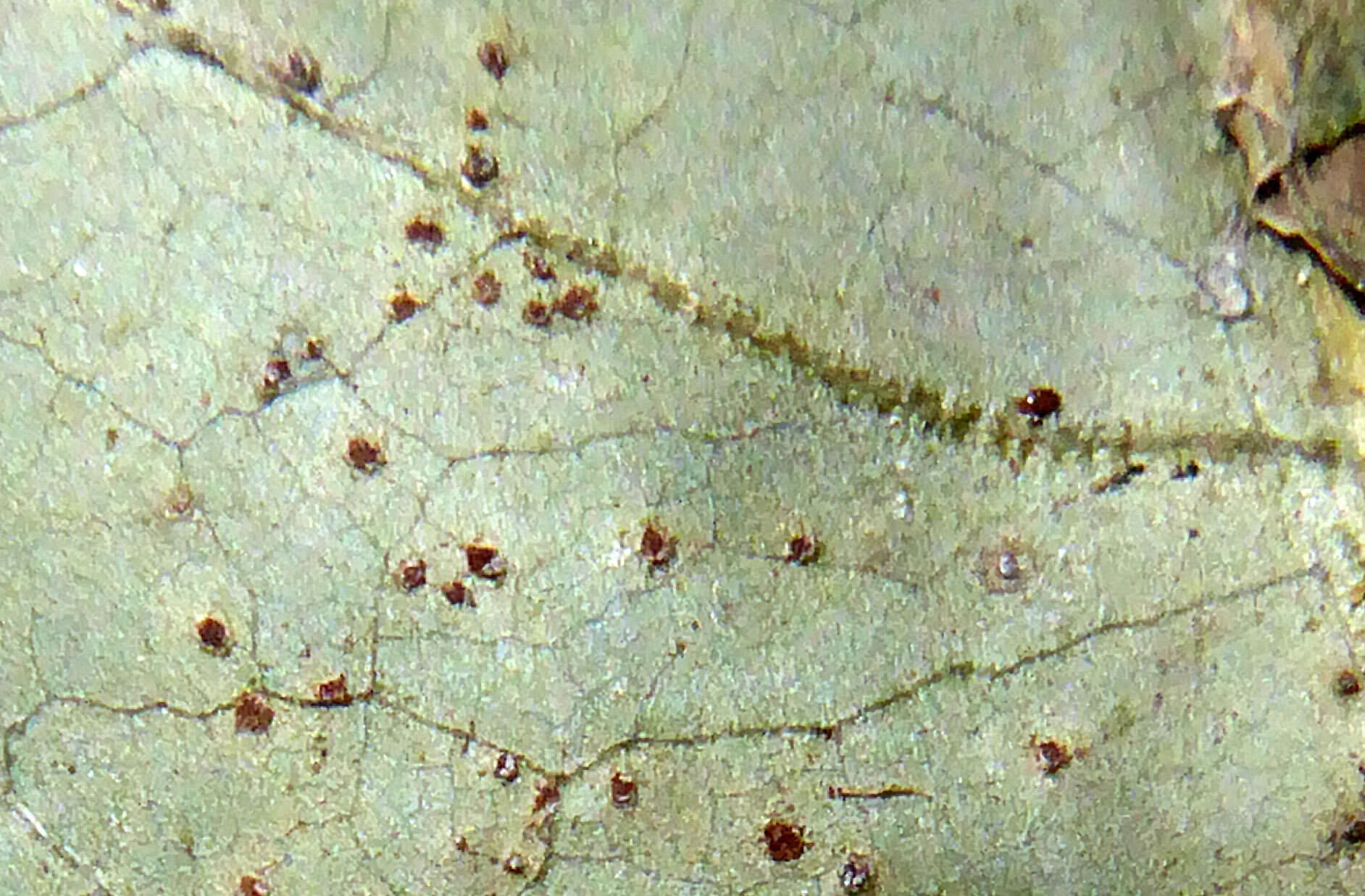 Image of Puccinia variabilis Grev. 1824