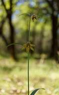 Image of Butte County fritillary