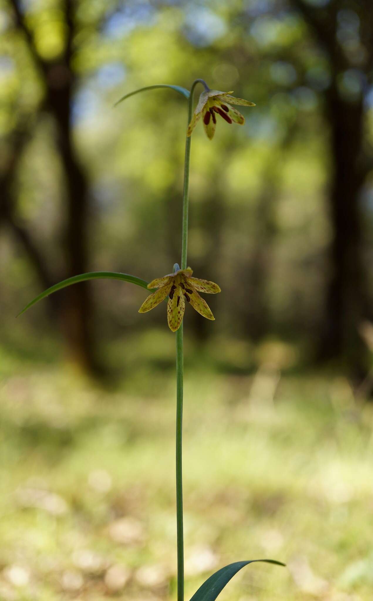 Image of Butte County fritillary