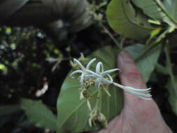 Image of Ciliosemina purdieana (Wedd.) Antonelli