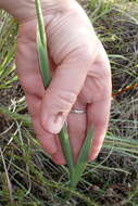 Image of Gladiolus guthriei F. Bolus