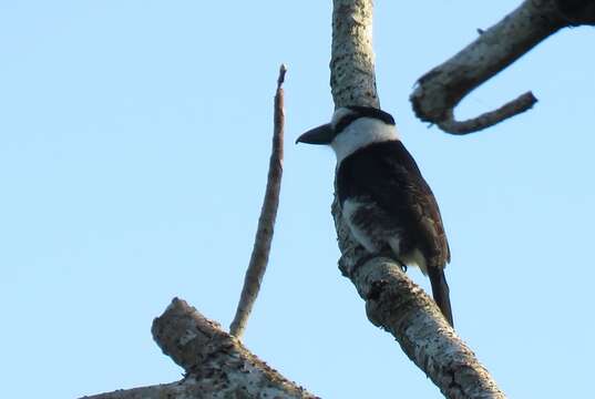 Image of White-necked Puffbird