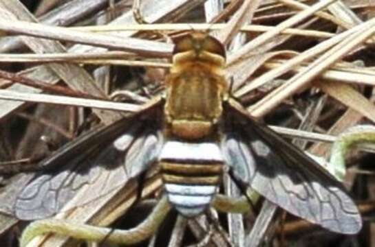 Image of Ligyra cingulata (Wulp 1885)