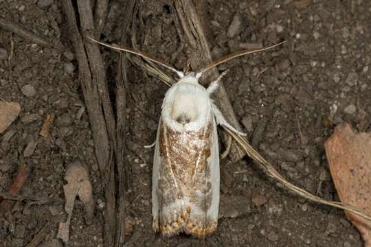 Plancia ëd Cryptophasa albacosta Lewin 1805