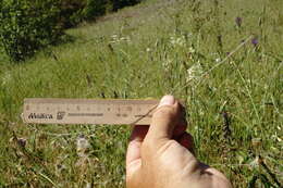 Plancia ëd Stipa pontica P. A. Smirn.