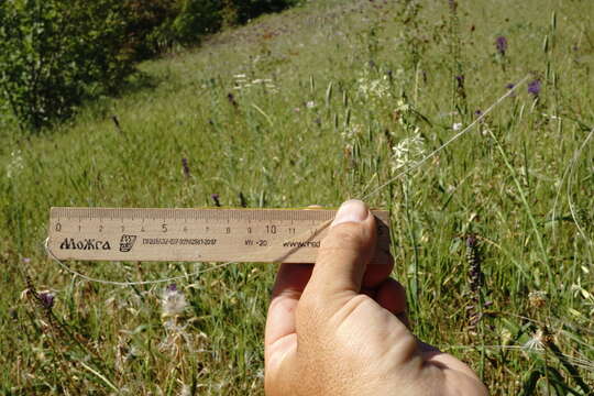 Image of Stipa pontica P. A. Smirn.