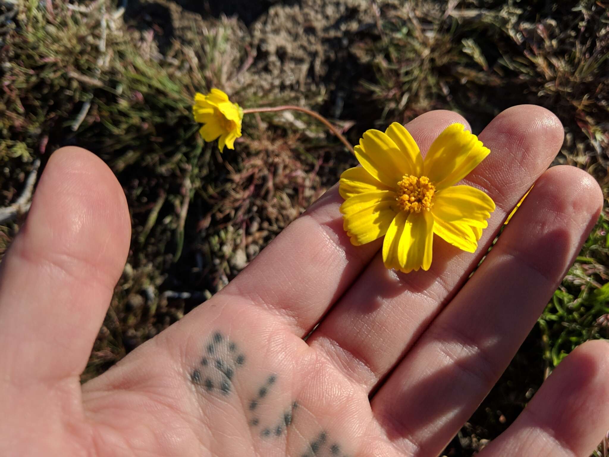 Imagem de Coreopsis californica (Nutt.) H. K. Sharsmith