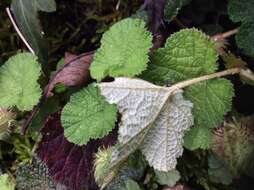 Image of Rubus pectinellus Maxim.