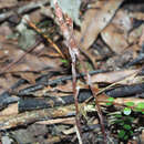 Image of Danhatchia australis (Hatch) Garay & Christenson