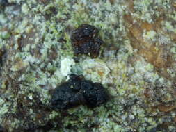 Image of dotted lichen