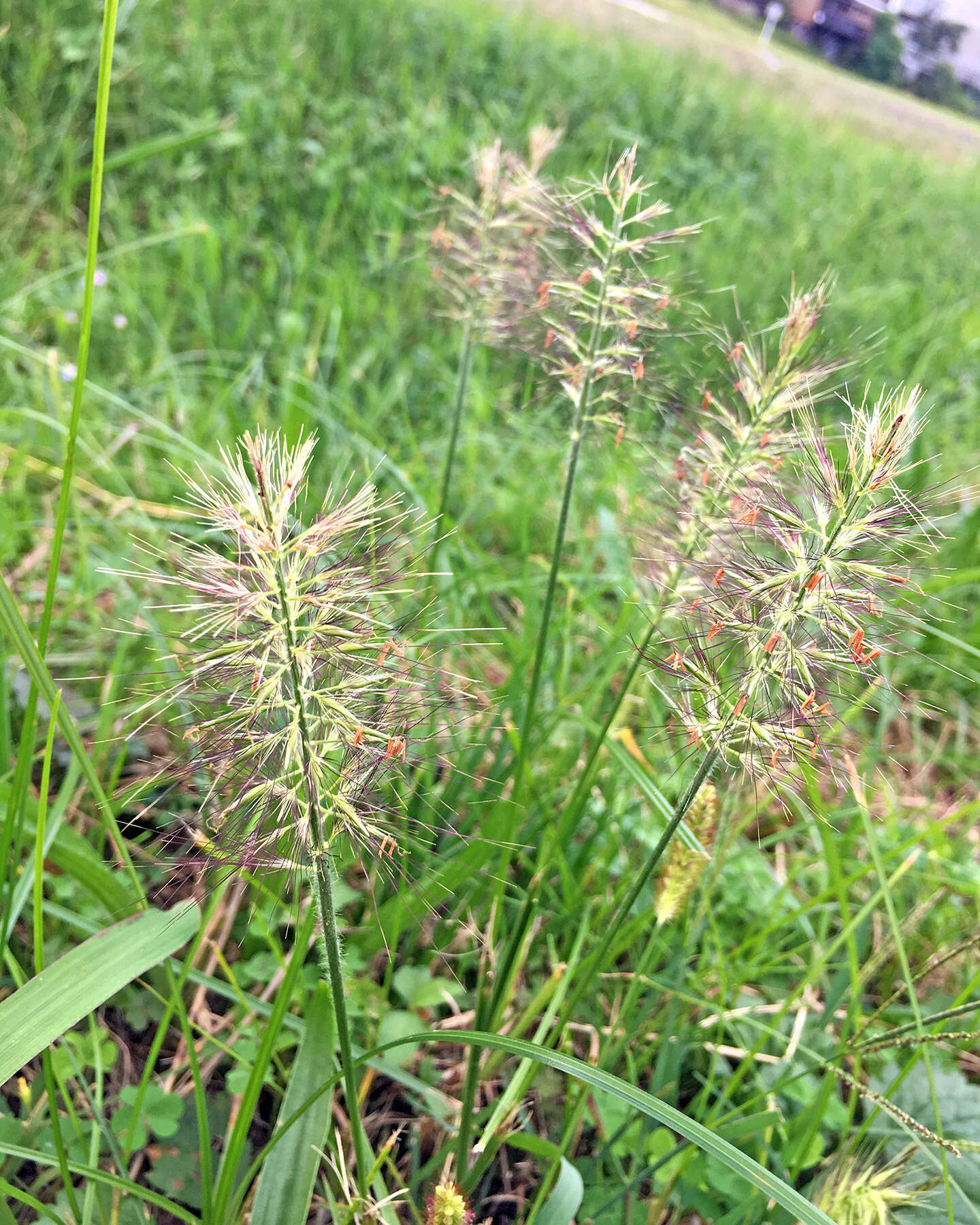 Sivun Cenchrus alopecuroides (L.) Thunb. kuva