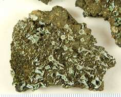 Image of cup lichen