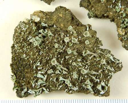 Image of cup lichen
