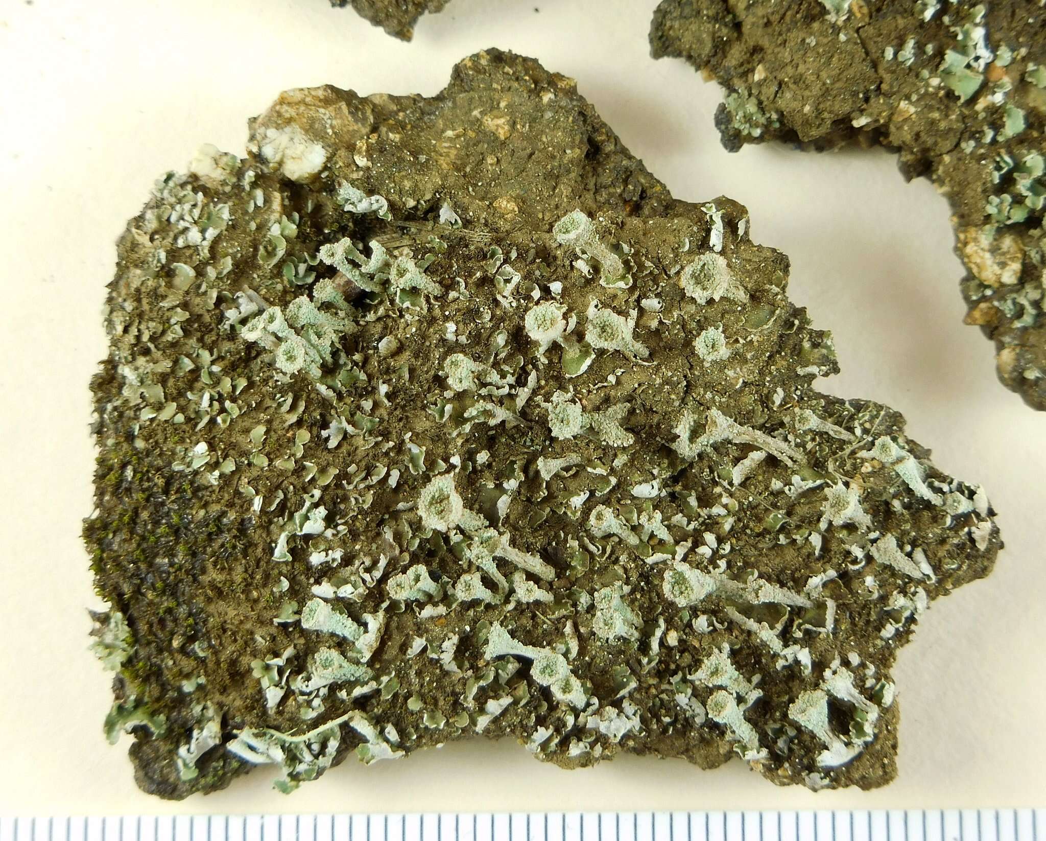 Image of cup lichen