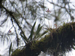 Image of Prosthechea ghiesbreghtiana (A. Rich. & Galeotti) W. E. Higgins