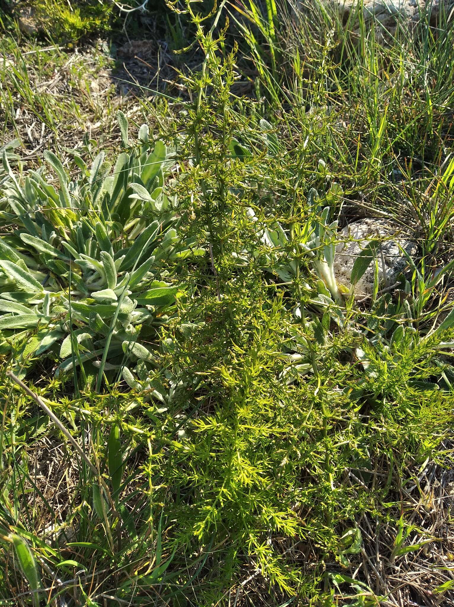 Image of Asparagus verticillatus L.