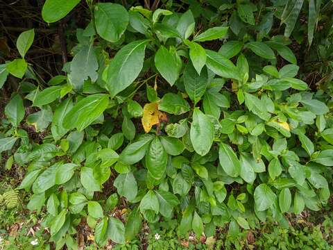 Plancia ëd Trichodesma calycosum Collett & Hemsl.