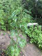 Image of Chinese motherwort