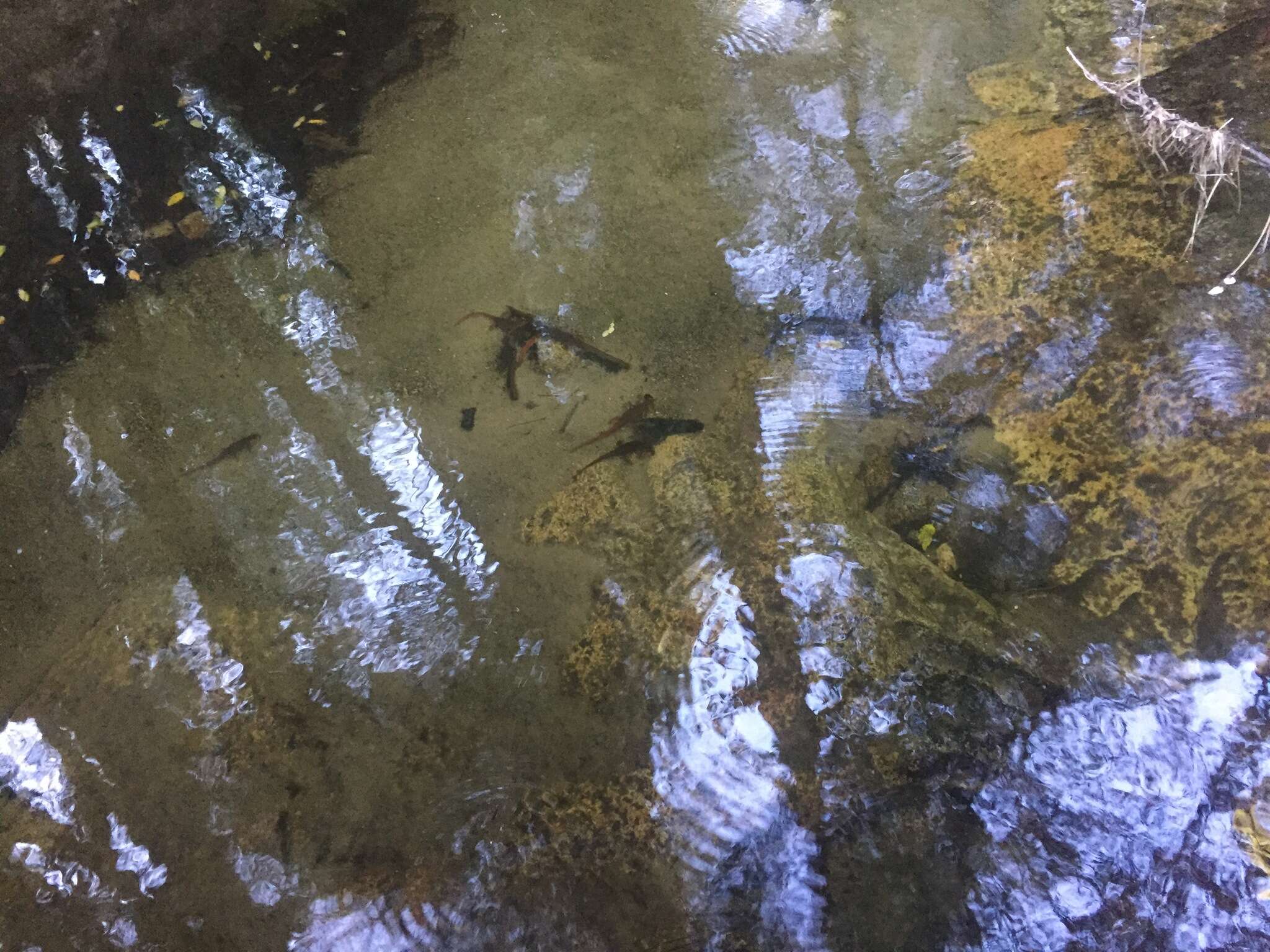 Image of Sierra newt