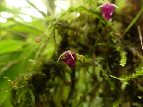 Imagem de Scaphosepalum ophidion Luer