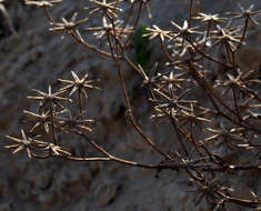 صورة Crepis aculeata (DC.) Boiss.