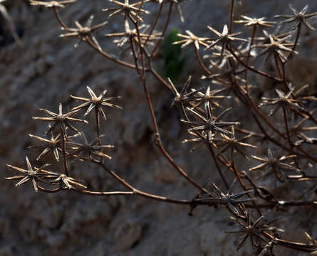 Image of Crepis aculeata (DC.) Boiss.