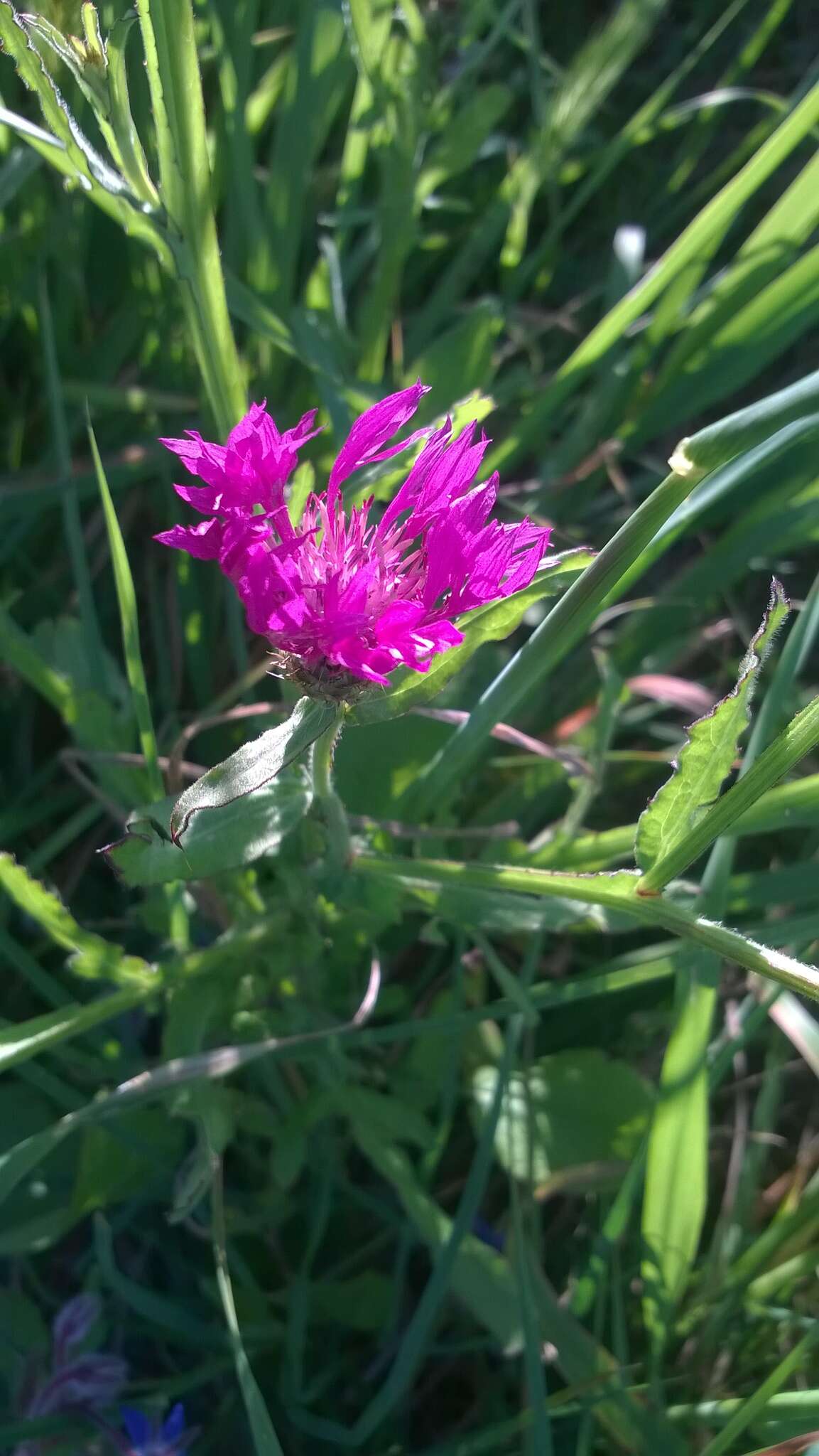 Centaurea napifolia L.的圖片