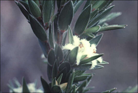 Image de Pentachondra involucrata R. Br.